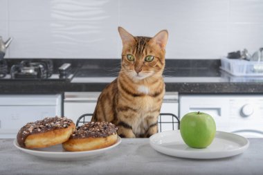 Kedi meyve ve çörek arasında seçim yapar. Düzgün beslenme kavramı.