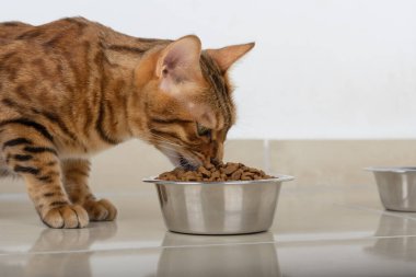 Kedi bir kase kuru yiyecekten yemek yer. Sağlıklı hayvan mamaları.