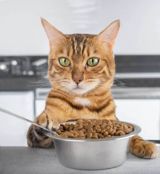 Hungry Bengal Cat Table Lunch Feeding Pets — Stock Photo, Image
