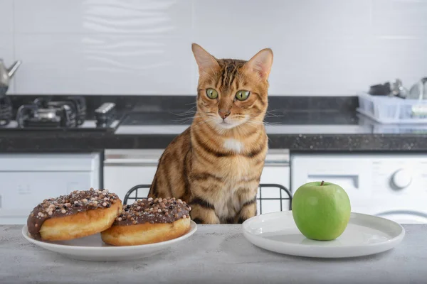 Kedi meyve ve çörek arasında seçim yapar. Düzgün beslenme kavramı.