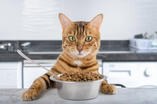 桌上放了一碗干猫粮和一只孟加拉猫 宠物喂养概念 — 图库照片