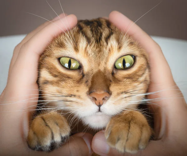 Cat Face Paws Human Hands Close — Stock Photo, Image