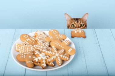 Sevimli bir Bengal kedisi tabağında Noel kurabiyeleriyle bir masanın arkasından dışarı bakıyor..