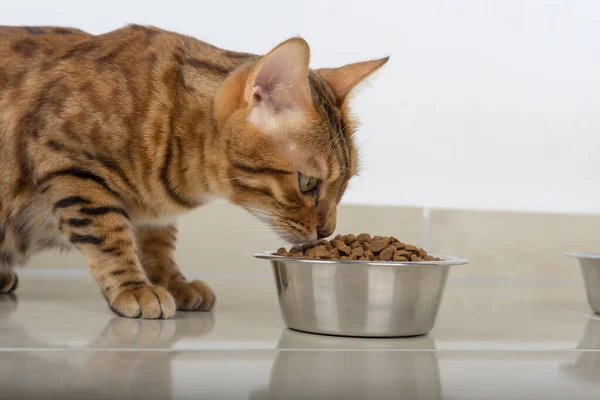 Beautiful Ginger Cat Eats Metal Bowl Lovely Pet — Stock Photo, Image