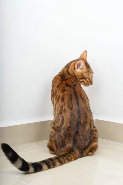 Μια Ένοχη Γάτα Της Βεγγάλης Στέκεται Στη Γωνία Μεγαλώνοντας Κατοικίδια — Φωτογραφία Αρχείου