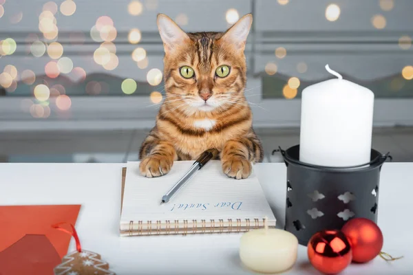 Hermoso Gato Doméstico Está Escribiendo Una Carta Santa Claus Mesa — Foto de Stock