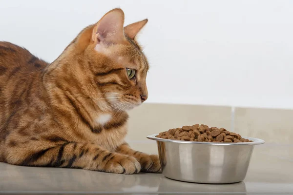 Bengal Cat Dry Cat Food Close Side View — Stock Photo, Image