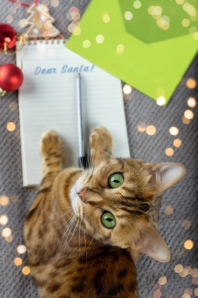 Carta Para Santa Claus Pluma Sobre Gato Doméstico Vista Desde — Foto de Stock