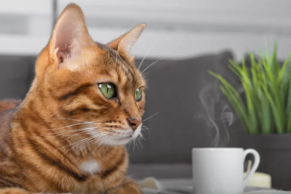 Nahaufnahme Des Kopfes Einer Bengalischen Katze Mit Einer Tasse Kaffee — Stockfoto