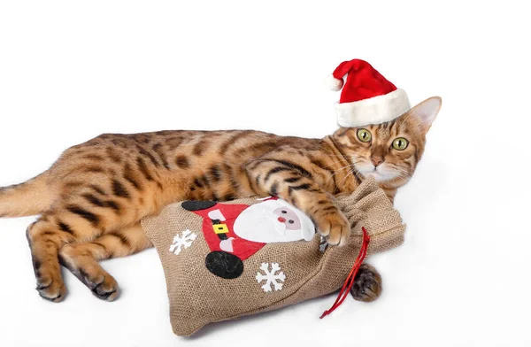 Domácí Kočka Červeném Vánočním Klobouku Drží Pytel Dárků Izolováno Bílém — Stock fotografie