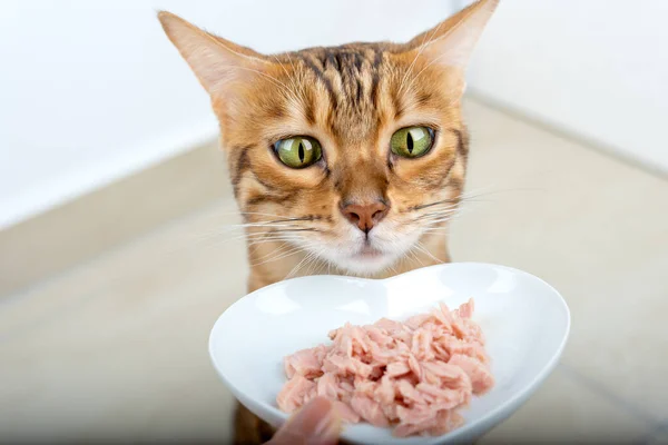 Roligt Ansikte Inhemsk Katt Tittar Skål Med Våt Mat — Stockfoto