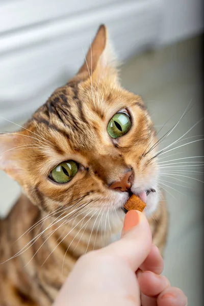 Hungry Cat Eats Treat Owner Hands Vertical Shot — Stock Photo, Image