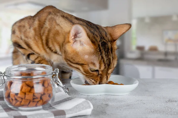 Bengal cat eats a treat from a plate on the table.