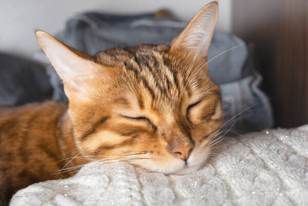 Bengal cat sleeps on a knitted white sweater. Close-up