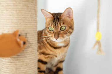 Komik bir ev kedisi ve bileme çubuğunun arkasından bakan yumuşak bir fare oyuncağı..