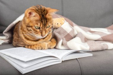 Kedi faiziyle bir kitap okur. Ev konforu