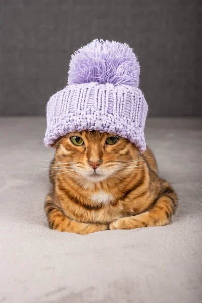 A funny domestic cat in a knitted cat sits on a blanket. Vertical shot