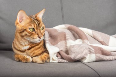 Kanepede ekose kumaşlı şirin Bengal kedisi. Metin için yer