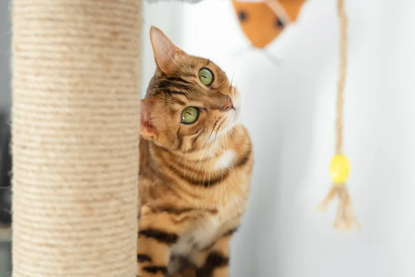 The Bengal cat looks with interest at the ginger teddy mouse. Selective focus