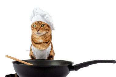 Kedi beyaz arka planda kızartma tavasında yemek pişirir. Boşluğu kopyala
