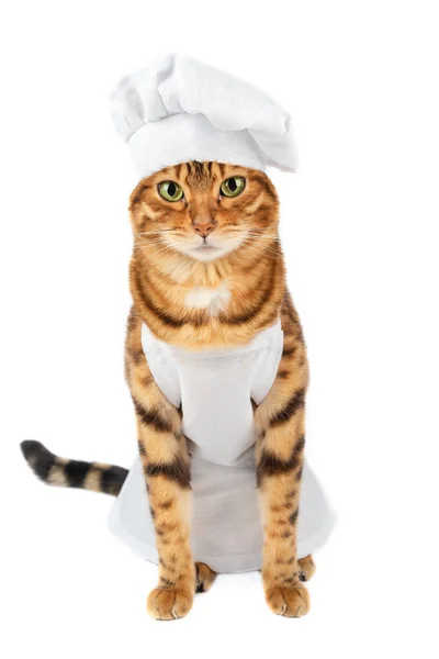 Beyaz arka planda beyaz takım elbiseli yakışıklı bir kedi şefinin portresi.