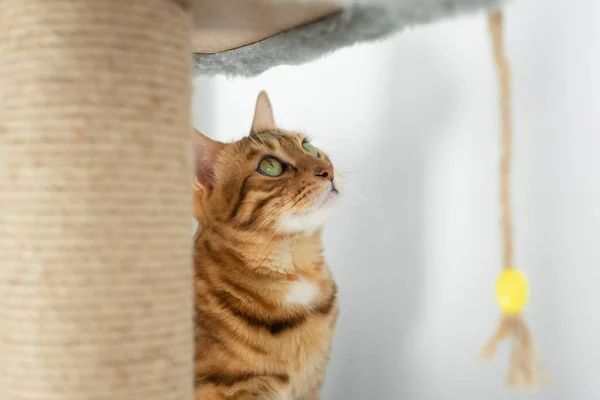 Roztomilý Domácí Kočka Poškrábání Sloup Pozadí Zdi — Stock fotografie