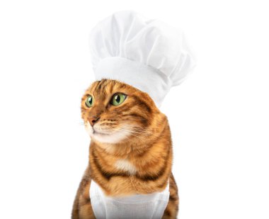 Stüdyoda kamera önünde şef gibi giyinmiş Bengal kedisi.