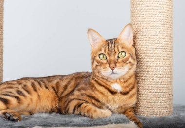 Kedi direğinin yakınındaki altın rengi kolye kameraya bakıyor..