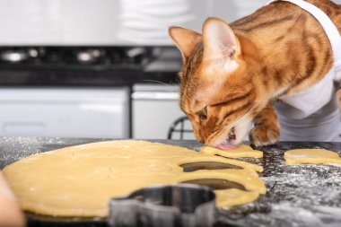 Önlüklü kedi mutfakta hamur yiyor. Yakın plan.