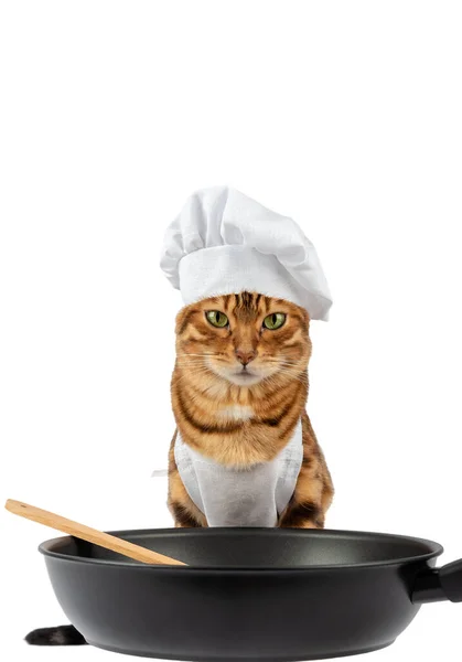 Cat Chefs Costume Ceramic Frying Pan Wooden Spatula Vertical Shot — Stock Photo, Image