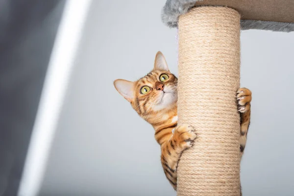 Divertente Gatto Domestico Sale Sul Palo Del Gatto — Foto Stock