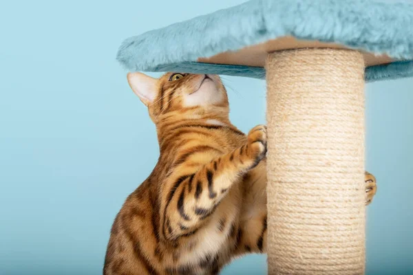 Katze Mit Kratzpfosten Auf Blauem Hintergrund Atelier — Stockfoto