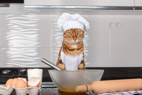 Cat Cook Kitchen Domestic Cat Prepares Food Indoors — Stock Photo, Image