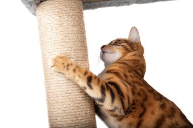 Bir Bengal kedisi, beyaz arka planda pençeleri olan bir kedi pençe direğini tutar..