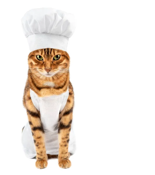 Adorable Chef Cat Apron Chef Hat Copy Space — Stock Photo, Image