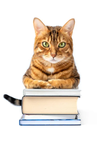 Niedliche Bengalkatze Mit Bücherstapel Isoliert Auf Weiß — Stockfoto
