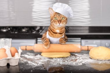 Önlük takmış bir kedi ve kep hamuru yuvarlıyor. Evde yemek pişirmek..