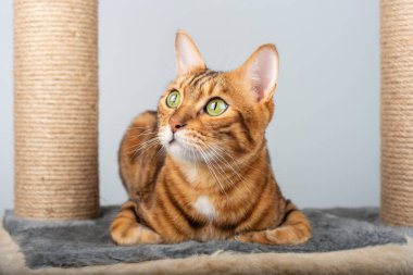 Düşünceli bir evcil kedi tırmalama direğine uzanıyor ve kafasını kaldırıyor..