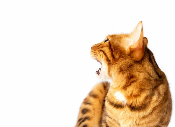 Gato Bengala Com Boca Aberta Gritando Miando Espaço Cópia — Fotografia de Stock