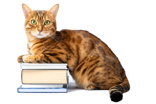 Kırmızı Evcil Kedi Beyaz Arka Planda Bir Yığın Kitabın Üzerinde — Stok fotoğraf