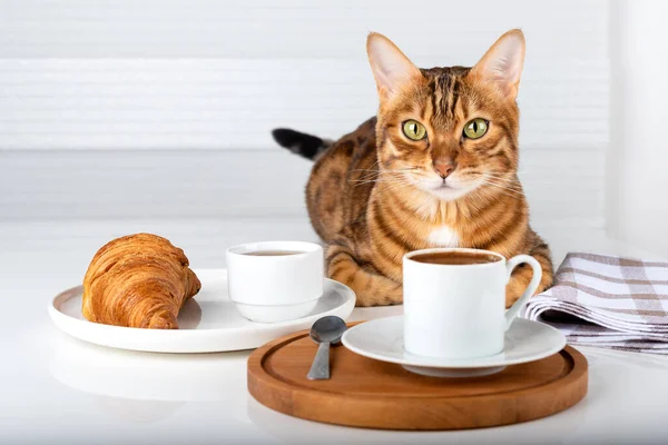 Şirin bir kedi, elinde kruvasan ve ahşap tezgahta kahve kasesi olan bir tabağın yanındaki masada oturuyor..