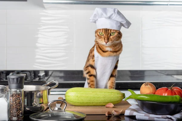 Mutfaktaki komik Bengal kedisi aşçı gibi giyinmiş..