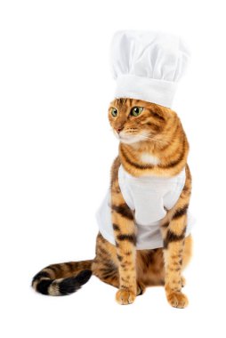 Şef gibi giyinmiş kızıl bir kedi başka yere bakar..