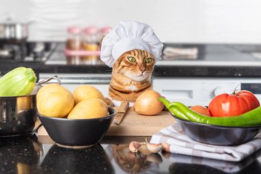 Şef gibi giyinmiş beyaz şapkalı evcil bir kedi sebzeli vejetaryen yemeği pişirmek üzere..