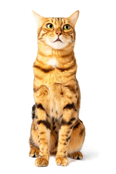 Смешная Морда Бенгальской Кошки Ошеломленный Взгляд Вертикальный Выстрел — стоковое фото