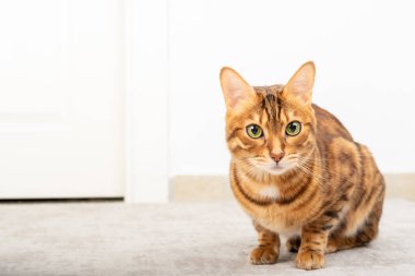 Güzel Bengal kedisi evdeki oturma odasında, mesaj için yer var..