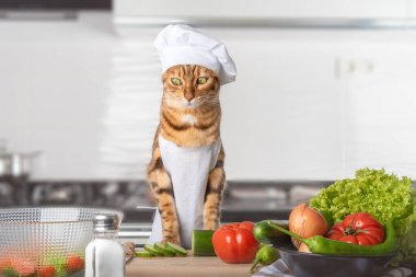 Bengal kedisi - aşçı, kesim tahtası ve sebzeler mutfakta.