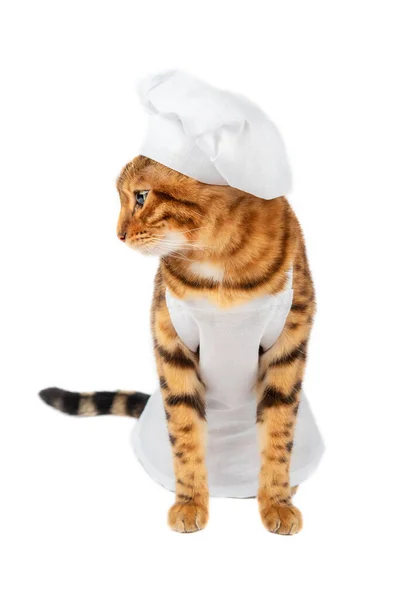 Katt Tittar Sidled Vit Förkläde Och Vit Kockar Hatt Vit — Stockfoto