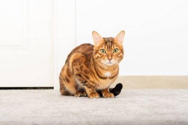 Kırmızı evcil kedi odada yerde, halının üzerinde oturuyor..