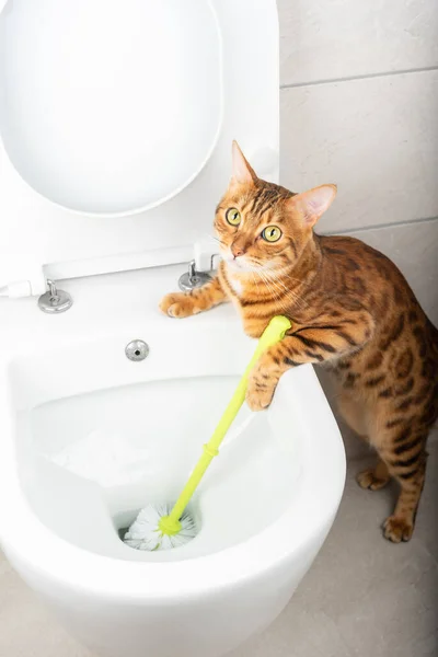 Funny Bengal Cat Cleans Toilet Brush Vertical Shot — Stock Photo, Image